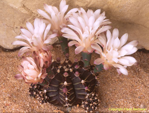 Gymnocalycium mihan. var. friedrichiae