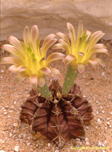 Gymnocalycium mihanovichii