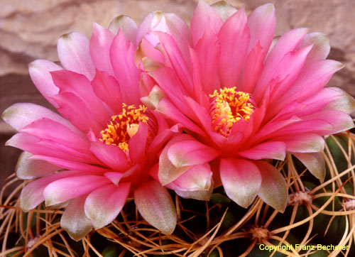 Gymnocalycium multiflorum