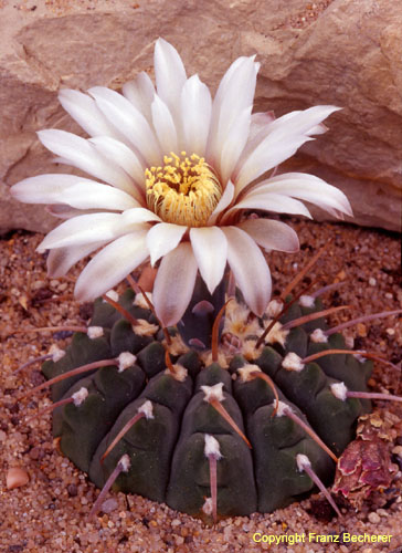 Gymnocalycium vatteri 2