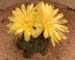Gymnocalycium andreae