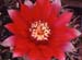 Gymnocalycium baldianum Blüte rot