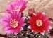 Gymnocalycium baldianum Blütenfarben