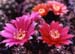 Gymnocalycium baldianum carminanthum