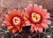Gymnocalycium carminanthum 