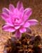 Gymnocalycium friedrichii A