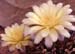 Gymnocalycium grandiflorus Hybride creme