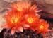 Gymnocalycium grandiflorus Hybride rot 1