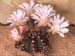 Gymnocalycium mihan. var. friedrichiae