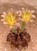 Gymnocalycium mihanovichii