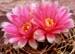 Gymnocalycium multiflorum