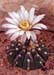 Gymnocalycium vatteri 2