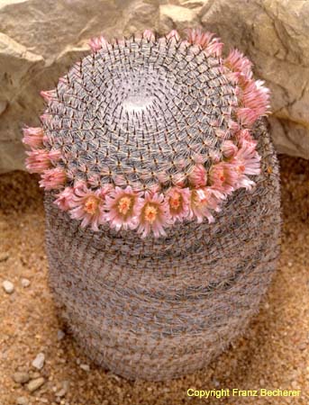 Mammillaria elegans 1