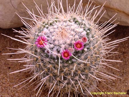 Mammillaria geminispina 1