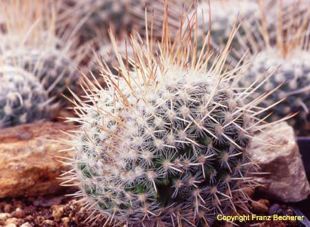 Mammillaria geminispina Craistate1