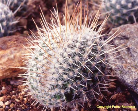 Mammillaria geminispina Craistate2