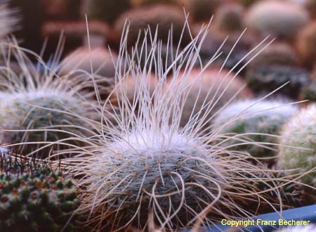 Mammillaria geminispina landdo