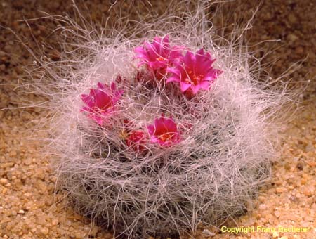 Mammillaria hahniana