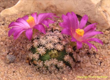 Mammillaria hernandezii