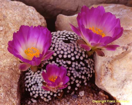 Mammillaria luethii