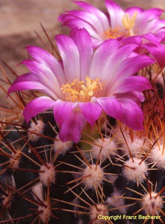 Mammillaria rurigrandis 1