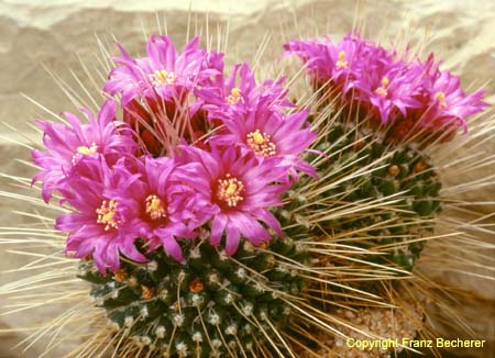 Mammillaria spinossissima var. 1