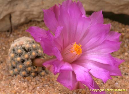 Mammillaria theresae 2