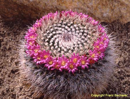 Mammillaria woodsii in Sand