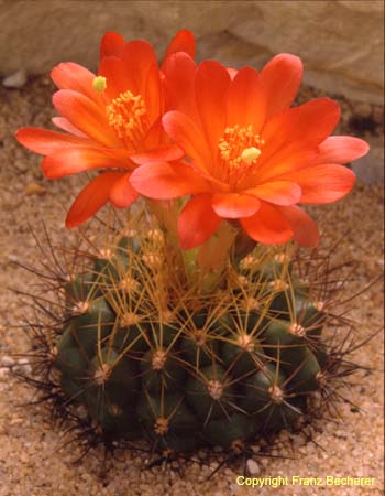 Matucana oreodoxa