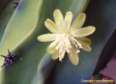 Myrtillocactus geometrizans Blüte3