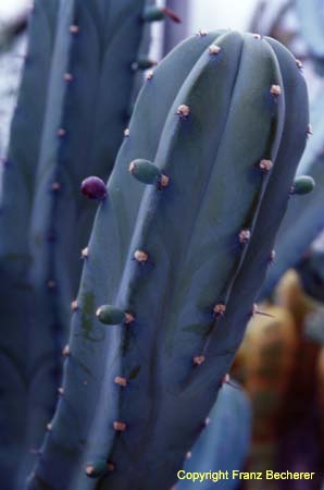 Myrtillocactus geometrizans Tr Frü