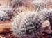 Mammillaria geminispina Craistate1