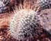 Mammillaria geminispina Craistate2