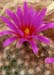 Mammillaria guelz. v robustior Bl