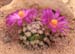 Mammillaria hernandezii