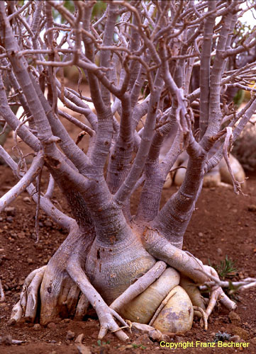 Adenium obesum 1