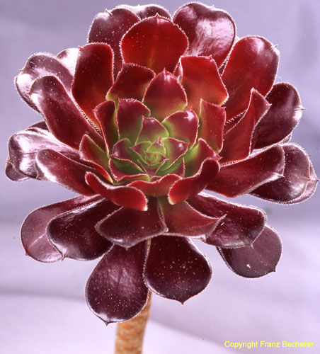 Aeonium arb var atropurpurea 3 Rosette