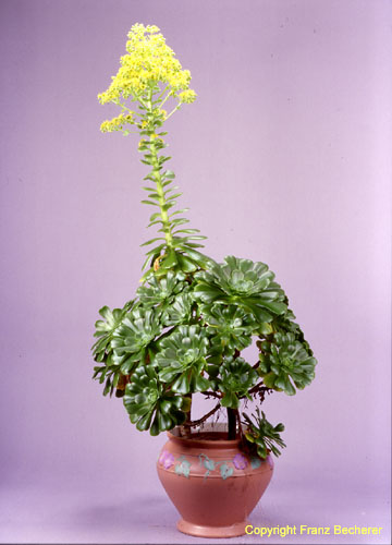 Aeonium arboreum 1