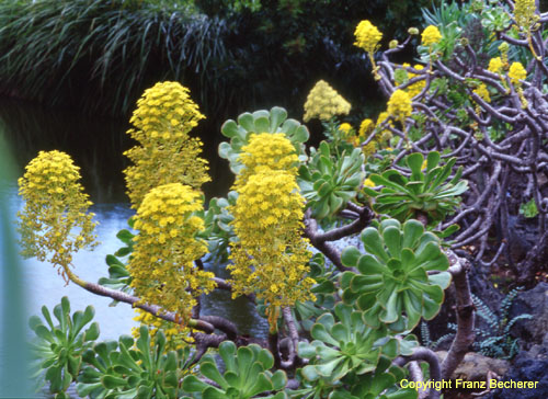 Aeonium hylochrysum Busch