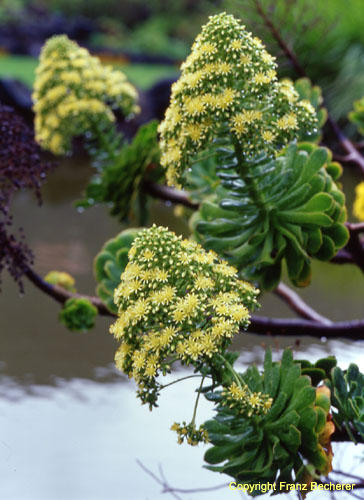 Aeonium manriceorum Blütenstände