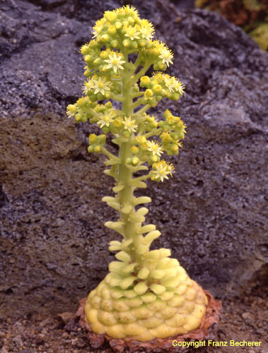 Aeonium tabulaeforme Blüte