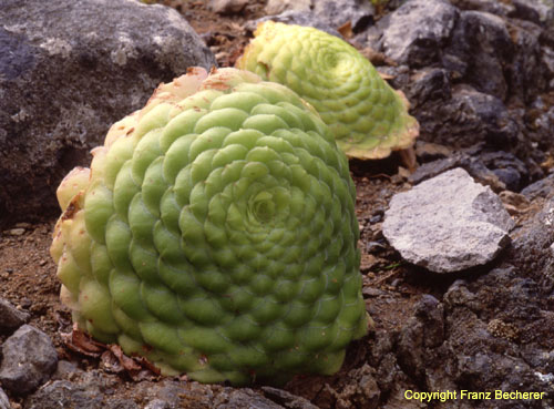 Aeonium tabulaeforme