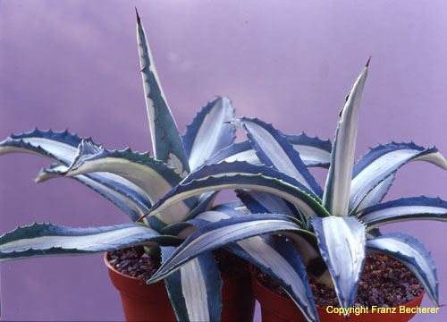 Agave am var mediopicta fa alba 1