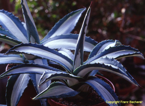 Agave am var mediopicta fa alba 2