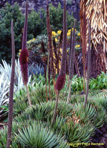 Agave utahiensis GC