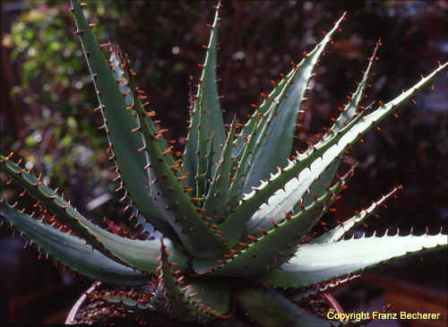 Aloe broomii