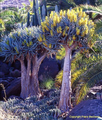 Aloe dichotoma 2 Bäume