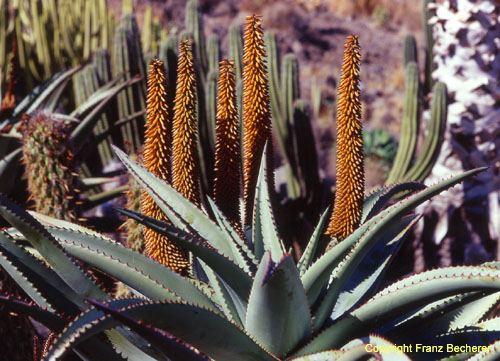 Aloe ferox orange Blüte