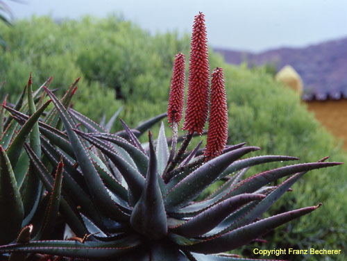 Aloe ferox rote Blüte Regen