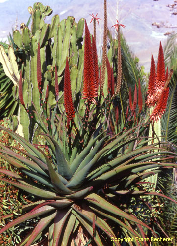 Aloe ferox rote Blüte